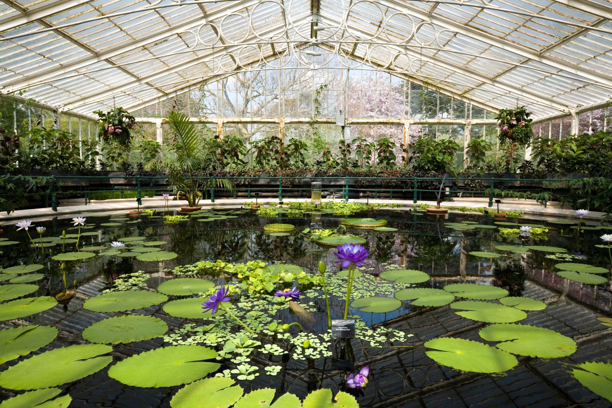 A photograph of the water lily pool at Kew Gardens, London